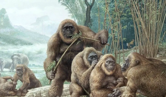 Bipedal apes? Part 3: Giganto-bloody-pithecus
