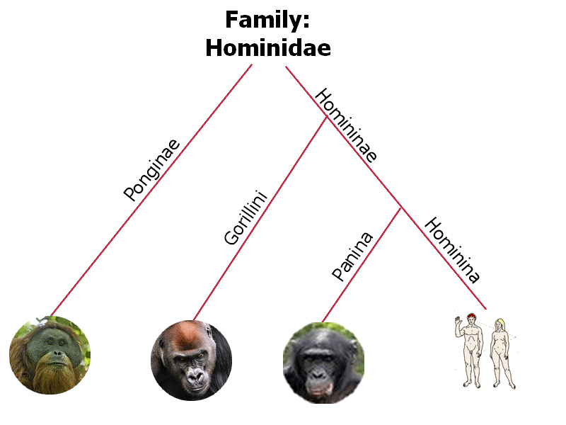 Chart showing the relationships between the four groups of modern hominids.