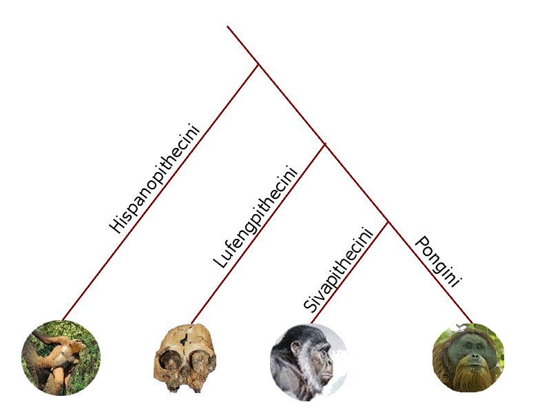 Chart showing the relationship between the tribes of the subfamily Ponginae.