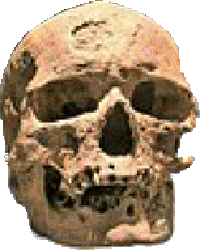 Cro-Magnon 1, the famous skull of one of the first European pioneers of our species.