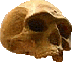 The Florisbad Skull, evidence for an ancient migration to South Africa before 250,000 years ago.