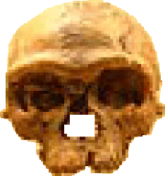 Jebel Irhoud 1, one of the earliest Homo sapiens crania yet discovered.