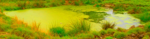 Pool on Pleasington Moor.