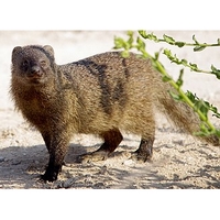 Animal picture.