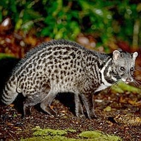 Animal picture.