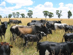 Nguni cattle in the Mkhaya Game Reserve by Justinjerez via Wikimedia.