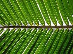 A tender palm frond - a symbol of the Nri kingdom - by Felix Burton via Flickr and Wikimedia.