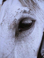 Close-up photography of white horse by Dids . via Pexels.com.